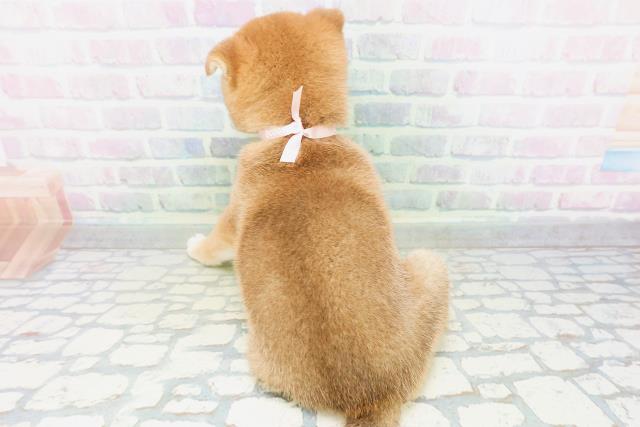 北海道の柴犬(標準サイズ) (Coo&RIKU旭川店/2026年7月6日生まれ/女の子/赤)の子犬の4枚目の画像