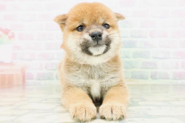 長野県の柴犬(標準サイズ) (Coo&RIKU綿半中野店/2026年7月6日生まれ/女の子/赤)の子犬の1枚目の画像