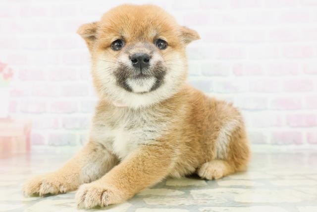 長野県の柴犬(標準サイズ) (Coo&RIKU綿半中野店/2026年7月6日生まれ/女の子/赤)の子犬の2枚目の画像