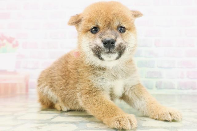 長野県の柴犬(標準サイズ) (Coo&RIKU綿半中野店/2026年7月6日生まれ/女の子/赤)の子犬の3枚目の画像