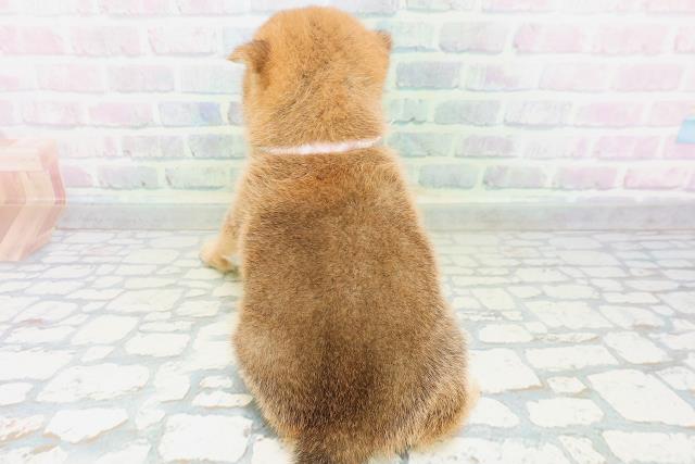 長野県の柴犬(標準サイズ) (Coo&RIKU綿半中野店/2026年7月6日生まれ/女の子/赤)の子犬の4枚目の画像