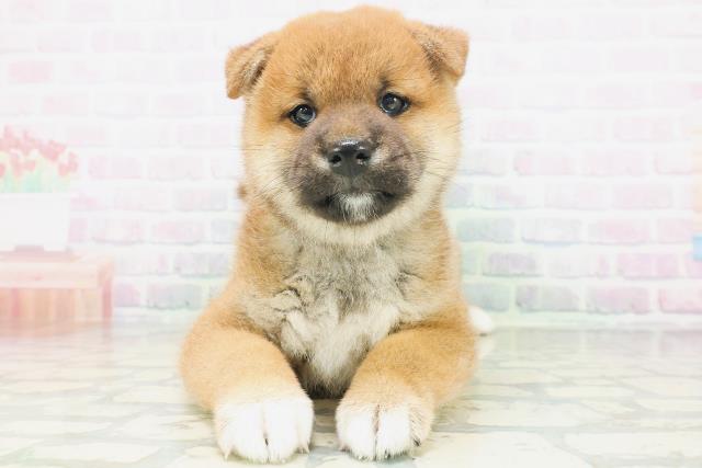 柴犬