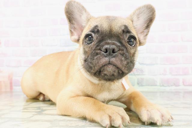石川県のフレンチブルドッグ (Coo&RIKU金沢店/2026年6月26日生まれ/女の子/フォーン)の子犬の3枚目の画像