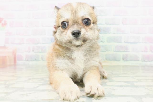 宮城県のチワワ(ロング) (Coo&RIKU石巻店/2026年7月6日生まれ/女の子/レッド)の子犬の1枚目の画像