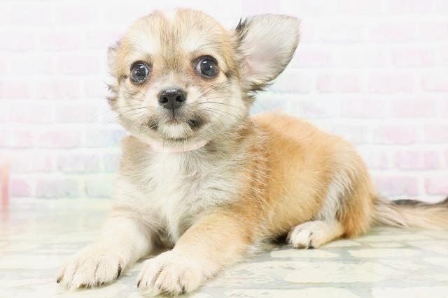 宮城県のチワワ(ロング) (Coo&RIKU石巻店/2026年7月6日生まれ/女の子/レッド)の子犬の2枚目の画像