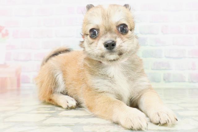 宮城県のチワワ(ロング) (Coo&RIKU石巻店/2026年7月6日生まれ/女の子/レッド)の子犬の3枚目の画像