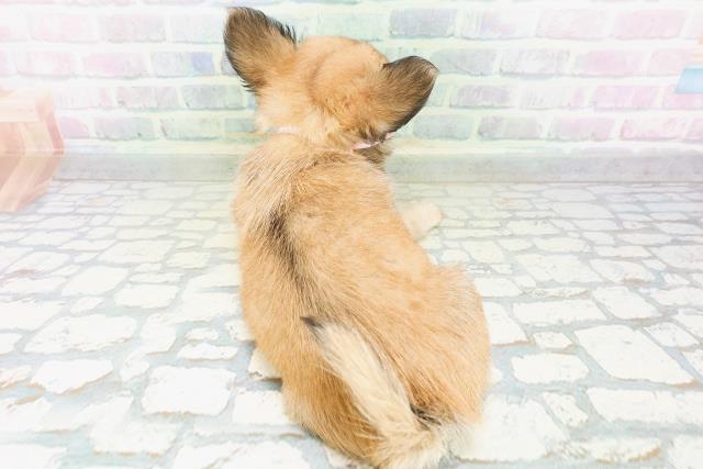 宮城県のチワワ(ロング) (Coo&RIKU石巻店/2026年7月6日生まれ/女の子/レッド)の子犬の4枚目の画像