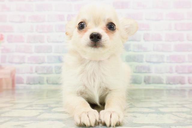 滋賀県のチワワ(ロング) (Coo&RIKU東近江店/2026年7月6日生まれ/女の子/クリーム)の子犬の1枚目の画像