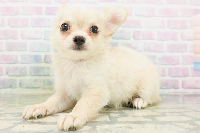 滋賀県のチワワ(ロング) (Coo&RIKU東近江店/2026年7月6日生まれ/女の子/クリーム)の子犬の2枚目の画像