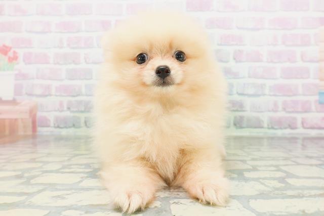 東京都のポメラニアン (Coo&RIKU大久保店/2026年6月29日生まれ/男の子/クリーム)の子犬の1枚目の画像
