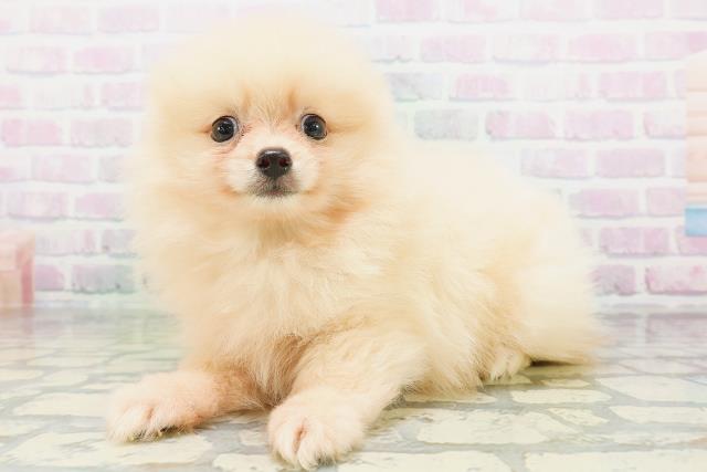 東京都のポメラニアン (Coo&RIKU大久保店/2026年6月29日生まれ/男の子/クリーム)の子犬の2枚目の画像