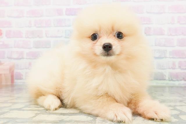 東京都のポメラニアン (Coo&RIKU大久保店/2026年6月29日生まれ/男の子/クリーム)の子犬の3枚目の画像