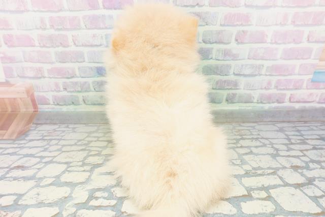 東京都のポメラニアン (Coo&RIKU大久保店/2026年6月29日生まれ/男の子/クリーム)の子犬の4枚目の画像