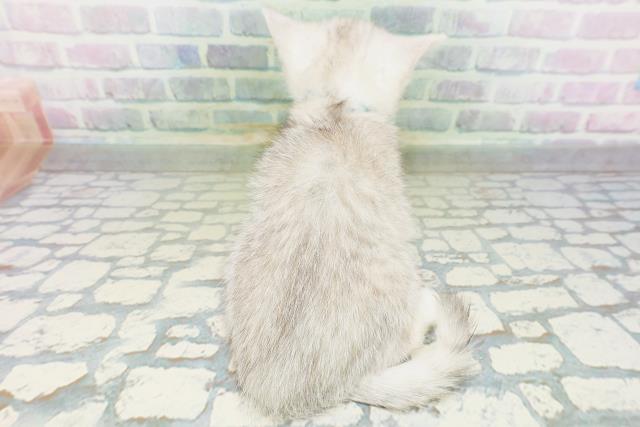 長野県のエキゾチック (Coo&RIKU綿半諏訪店/2026年7月1日生まれ/男の子/チンチラシルバー)の子猫の4枚目の画像