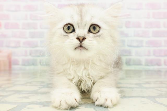 東京都のエキゾチック (Coo&RIKU高円寺店/2026年7月1日生まれ/女の子/チンチラシルバー)の子猫の1枚目の画像