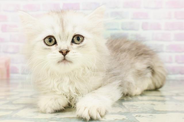 東京都のエキゾチック (Coo&RIKU高円寺店/2026年7月1日生まれ/女の子/チンチラシルバー)の子猫の2枚目の画像