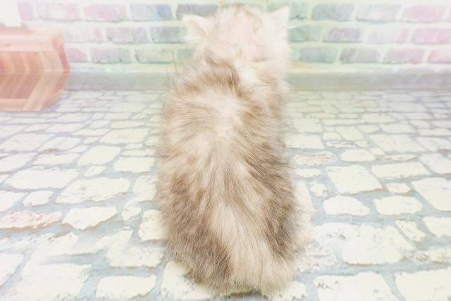 東京都のエキゾチック (Coo&RIKU高円寺店/2026年7月1日生まれ/女の子/チンチラシルバー)の子猫の4枚目の画像
