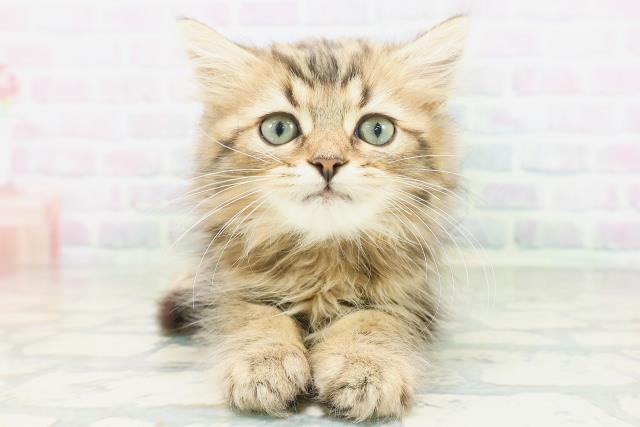 マンチカン(長足)