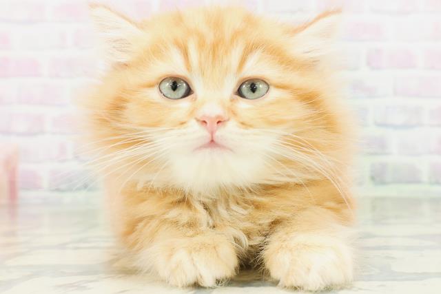 京都府のラガマフィン (Coo&RIKU京都店/2026年7月7日生まれ/男の子/レッドタビー)の子猫の1枚目の画像