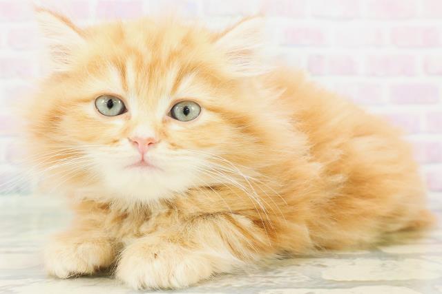 京都府のラガマフィン (Coo&RIKU京都店/2026年7月7日生まれ/男の子/レッドタビー)の子猫の2枚目の画像