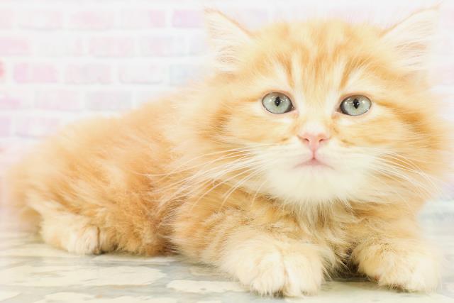 京都府のラガマフィン (Coo&RIKU京都店/2026年7月7日生まれ/男の子/レッドタビー)の子猫の3枚目の画像