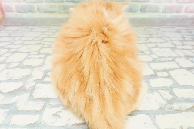 京都府のラガマフィン (Coo&RIKU京都店/2026年7月7日生まれ/男の子/レッドタビー)の子猫の4枚目の画像