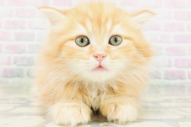 福島県のラガマフィン (Coo&RIKUいわき店/2026年7月7日生まれ/女の子/レッドタビー)の子猫の1枚目の画像