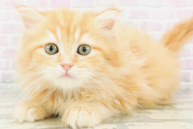 福島県のラガマフィン (Coo&RIKUいわき店/2026年7月7日生まれ/女の子/レッドタビー)の子猫の2枚目の画像