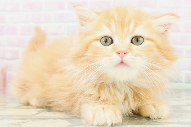 福島県のラガマフィン (Coo&RIKUいわき店/2026年7月7日生まれ/女の子/レッドタビー)の子猫の3枚目の画像