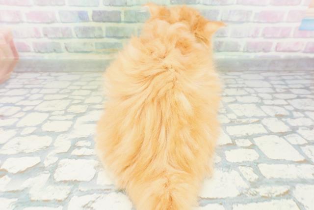 福島県のラガマフィン (Coo&RIKUいわき店/2026年7月7日生まれ/女の子/レッドタビー)の子猫の4枚目の画像
