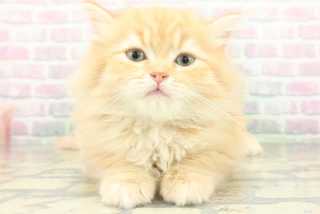 岩手県のラガマフィン (Coo&RIKU岩手盛岡店/2026年7月7日生まれ/女の子/レッドタビー)の子猫の1枚目の画像