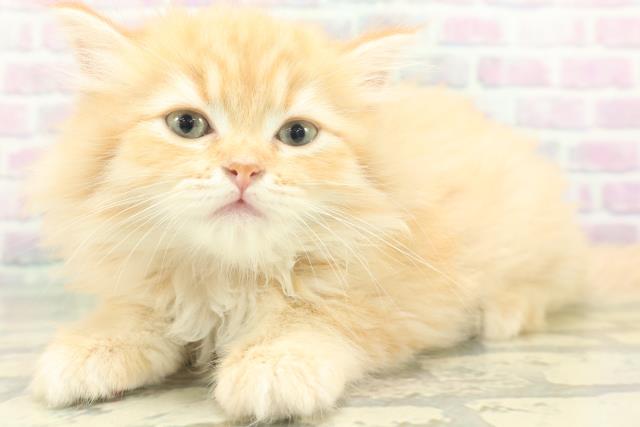 岩手県のラガマフィン (Coo&RIKU岩手盛岡店/2026年7月7日生まれ/女の子/レッドタビー)の子猫の2枚目の画像