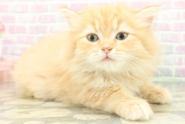 岩手県のラガマフィン (Coo&RIKU岩手盛岡店/2026年7月7日生まれ/女の子/レッドタビー)の子猫の3枚目の画像