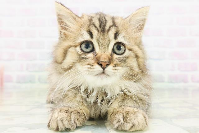 東京都のラガマフィン (Coo&RIKU大久保店/2026年7月6日生まれ/女の子/ブラウンタビー)の子猫の1枚目の画像