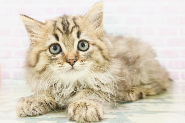 東京都のラガマフィン (Coo&RIKU大久保店/2026年7月6日生まれ/女の子/ブラウンタビー)の子猫の2枚目の画像