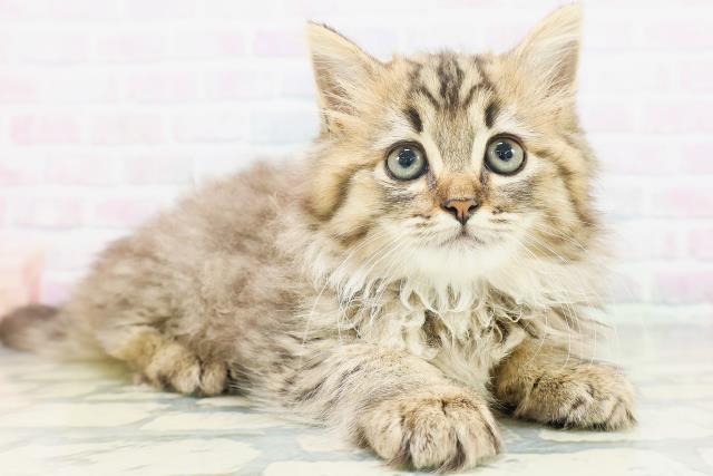 東京都のラガマフィン (Coo&RIKU大久保店/2026年7月6日生まれ/女の子/ブラウンタビー)の子猫の3枚目の画像