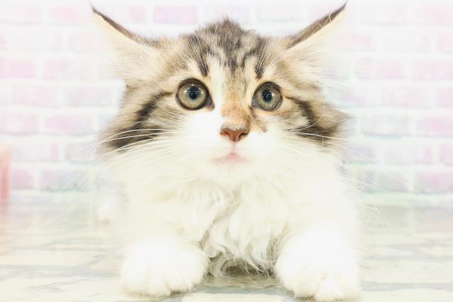 ノルウェージャン・フォレストキャット