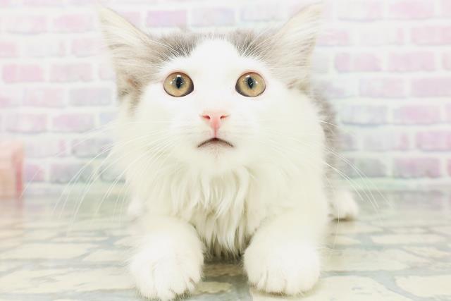 ノルウェージャン・フォレストキャット