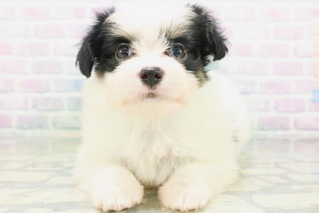 大阪府のハーフ犬・ミックス犬 (Coo&RIKU梅田店/2026年7月7日生まれ/男の子/ホワイトブラック)の子犬の1枚目の画像