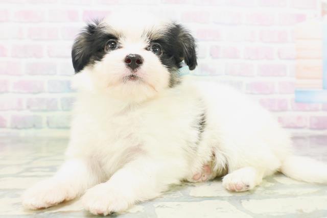 大阪府のハーフ犬・ミックス犬 (Coo&RIKU梅田店/2026年7月7日生まれ/男の子/ホワイトブラック)の子犬の2枚目の画像