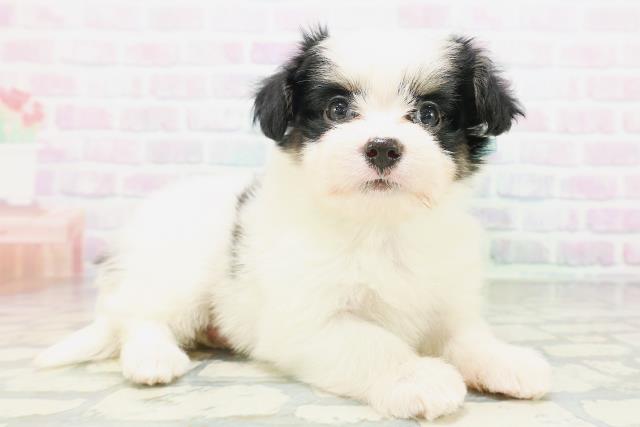 大阪府のハーフ犬・ミックス犬 (Coo&RIKU梅田店/2026年7月7日生まれ/男の子/ホワイトブラック)の子犬の3枚目の画像
