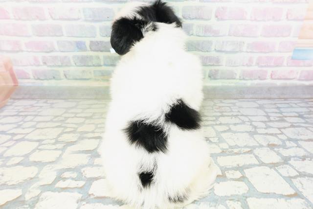 大阪府のハーフ犬・ミックス犬 (Coo&RIKU梅田店/2026年7月7日生まれ/男の子/ホワイトブラック)の子犬の4枚目の画像