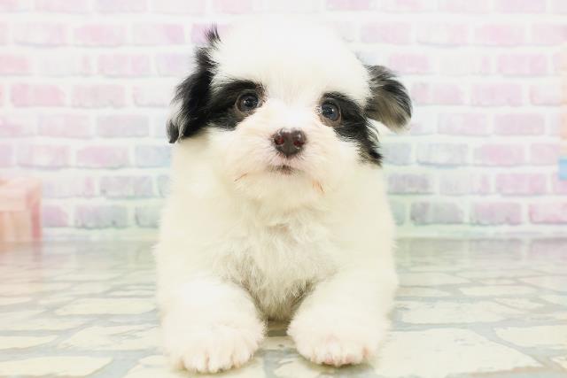 愛媛県のハーフ犬・ミックス犬 (Coo&RIKUイオンタウン川之江店/2026年7月7日生まれ/女の子/ホワイトブラック)の子犬の1枚目の画像
