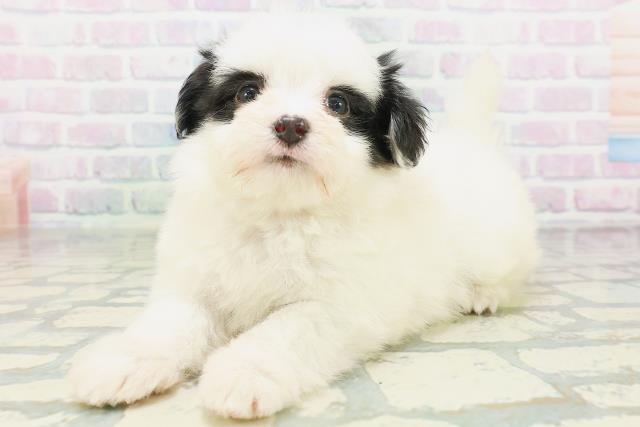 愛媛県のハーフ犬・ミックス犬 (Coo&RIKUイオンタウン川之江店/2026年7月7日生まれ/女の子/ホワイトブラック)の子犬の2枚目の画像