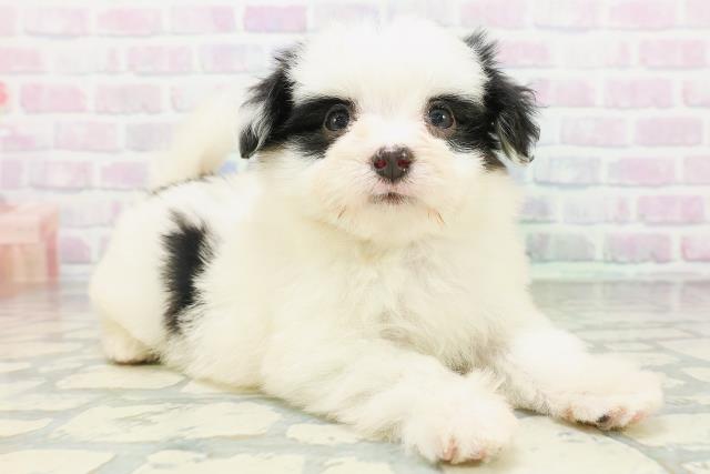 愛媛県のハーフ犬・ミックス犬 (Coo&RIKUイオンタウン川之江店/2026年7月7日生まれ/女の子/ホワイトブラック)の子犬の3枚目の画像