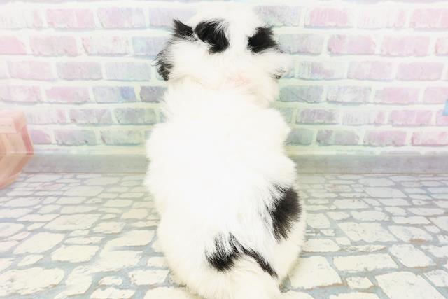 愛媛県のハーフ犬・ミックス犬 (Coo&RIKUイオンタウン川之江店/2026年7月7日生まれ/女の子/ホワイトブラック)の子犬の4枚目の画像