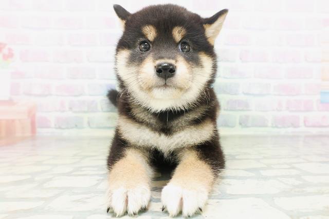 柴犬
