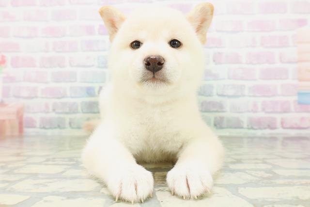 柴犬