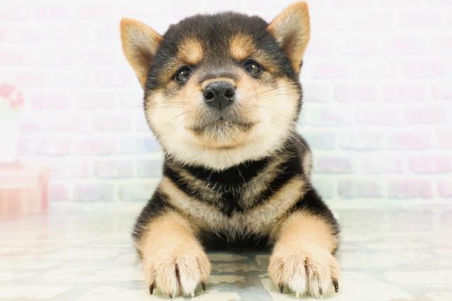柴犬