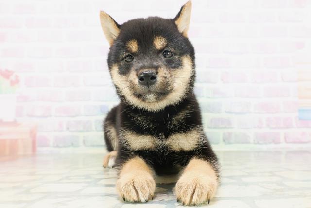 柴犬
